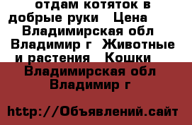 отдам котяток в добрые руки › Цена ­ 5 - Владимирская обл., Владимир г. Животные и растения » Кошки   . Владимирская обл.,Владимир г.